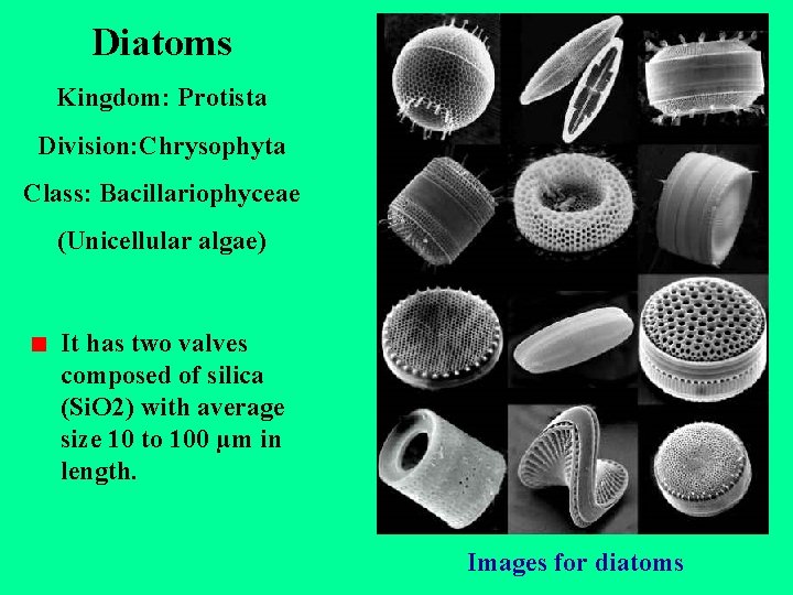 Diatoms Kingdom: Protista Division: Chrysophyta Class: Bacillariophyceae (Unicellular algae) It has two valves composed