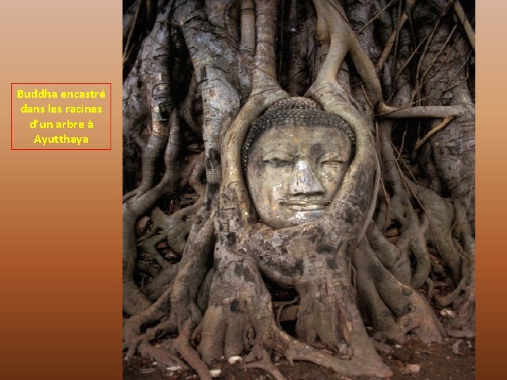 Buddha encastré dans les racines d’un arbre à Ayutthaya 