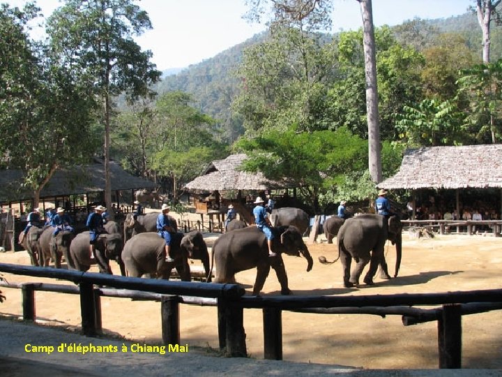 Camp d'éléphants à Chiang Mai 