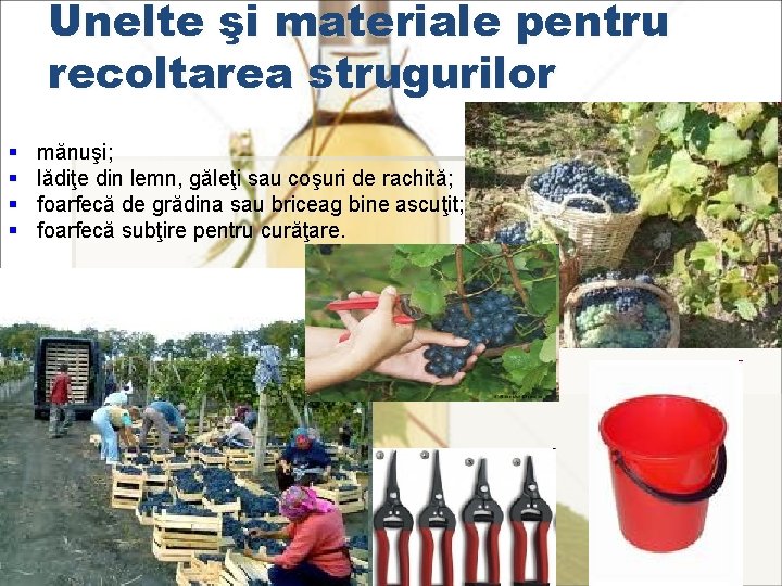 Unelte şi materiale pentru recoltarea strugurilor § § mănuşi; lădiţe din lemn, găleţi sau