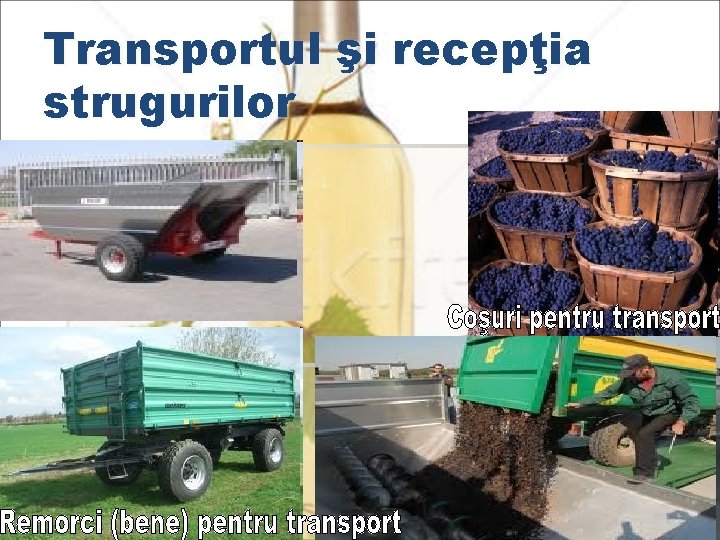 Transportul şi recepţia strugurilor 