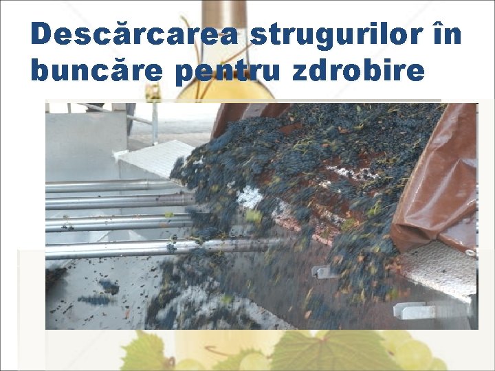 Descărcarea strugurilor în buncăre pentru zdrobire 