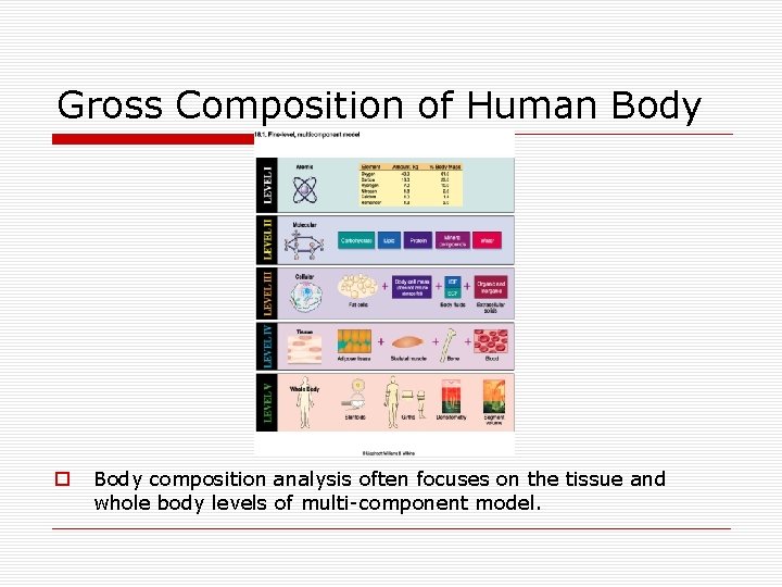 Gross Composition of Human Body o Body composition analysis often focuses on the tissue