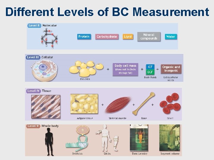 Different Levels of BC Measurement Fahey/Insel/Roth, Fit & Well: Core Concepts and Labs in