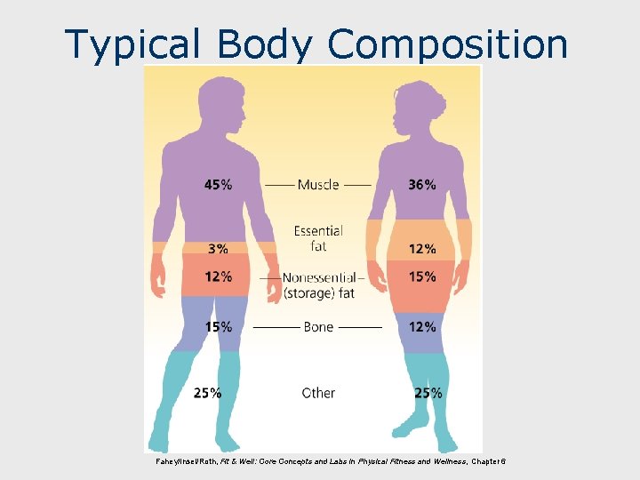 Typical Body Composition Fahey/Insel/Roth, Fit & Well: Core Concepts and Labs in Physical Fitness