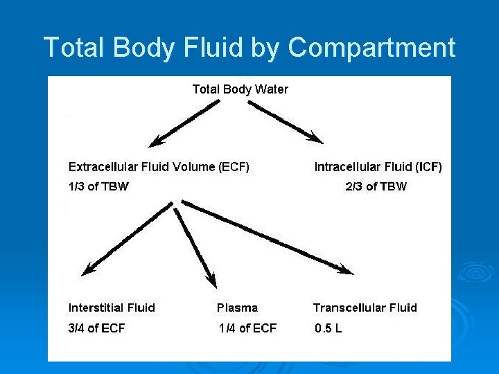 Total Body Fluid by Compartment Total Body Water 