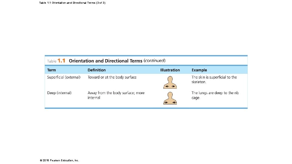 Table 1. 1 Orientation and Directional Terms (3 of 3) © 2018 Pearson Education,