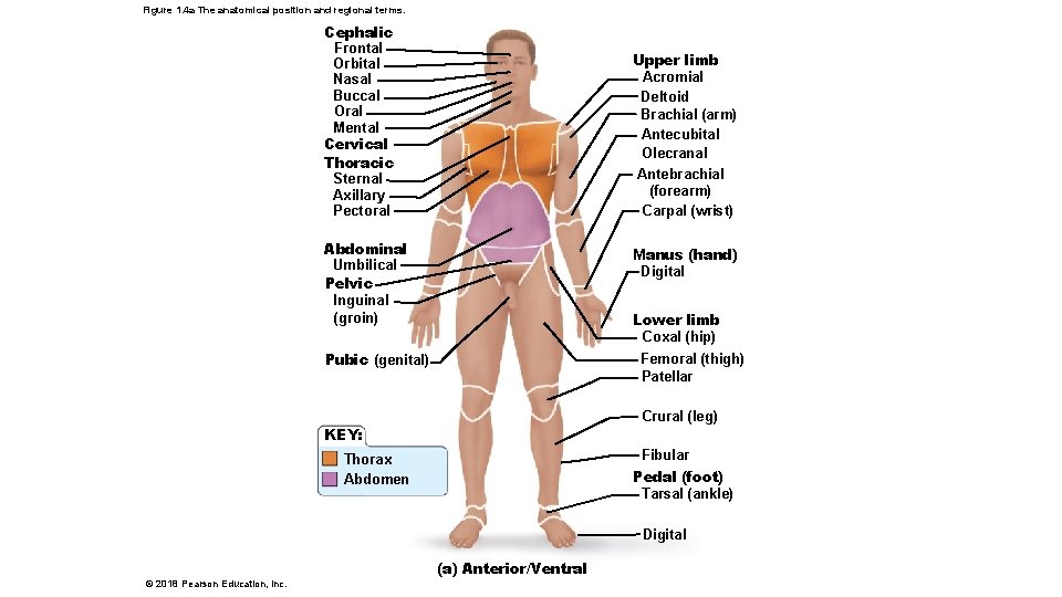 Figure 1. 4 a The anatomical position and regional terms. Cephalic Frontal Orbital Nasal