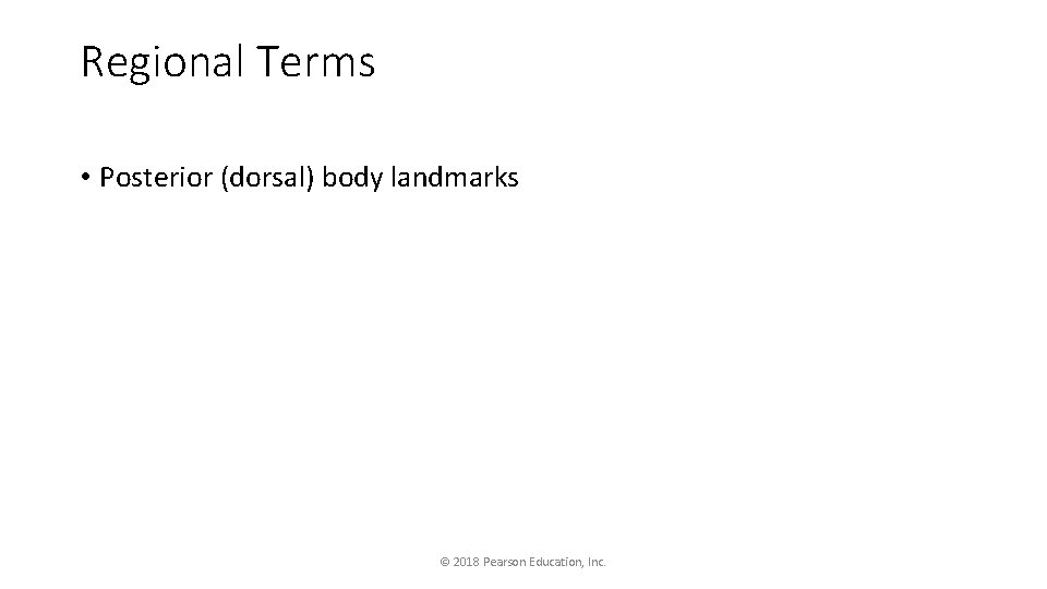 Regional Terms • Posterior (dorsal) body landmarks © 2018 Pearson Education, Inc. 