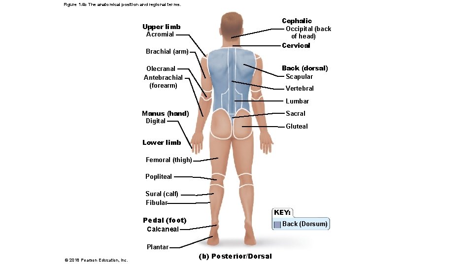 Figure 1. 4 b The anatomical position and regional terms. Cephalic Occipital (back of