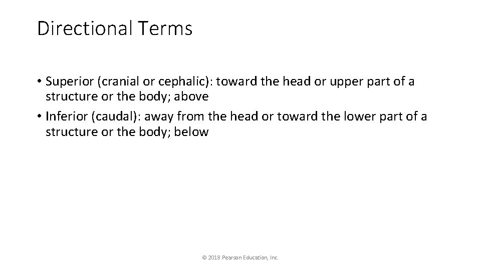 Directional Terms • Superior (cranial or cephalic): toward the head or upper part of