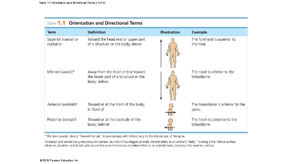 Table 1. 1 Orientation and Directional Terms (1 of 3) © 2018 Pearson Education,