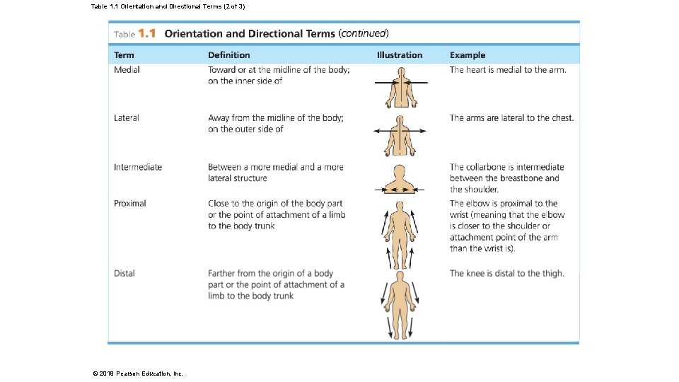 Table 1. 1 Orientation and Directional Terms (2 of 3) © 2018 Pearson Education,