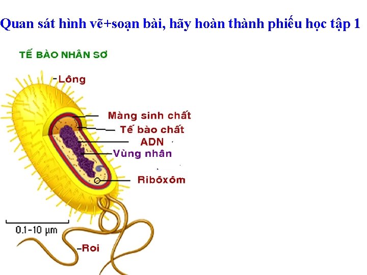 Quan sát hình vẽ+soạn bài, hãy hoàn thành phiếu học tập 1 TẾ BÀO