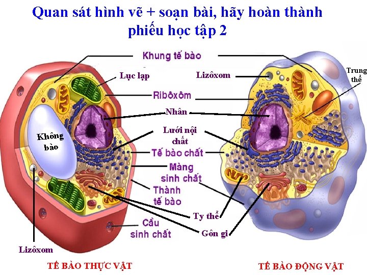 Quan sát hình vẽ + soạn bài, hãy hoàn thành phiếu học tập 2