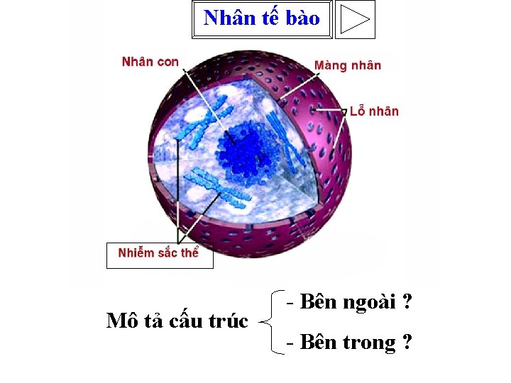 Nhân tế bào Mô tả cấu trúc - Bên ngoài ? - Bên trong