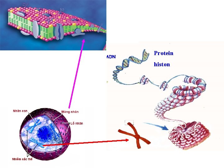 ADN Protein histon 