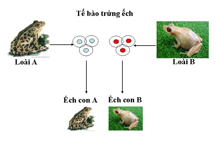 Tế bào trứng ếch Loài B Loài A Ếch con B 