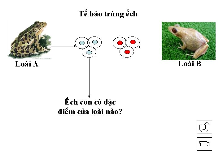 Tế bào trứng ếch Loài B Loài A Ếch con có đặc điểm của