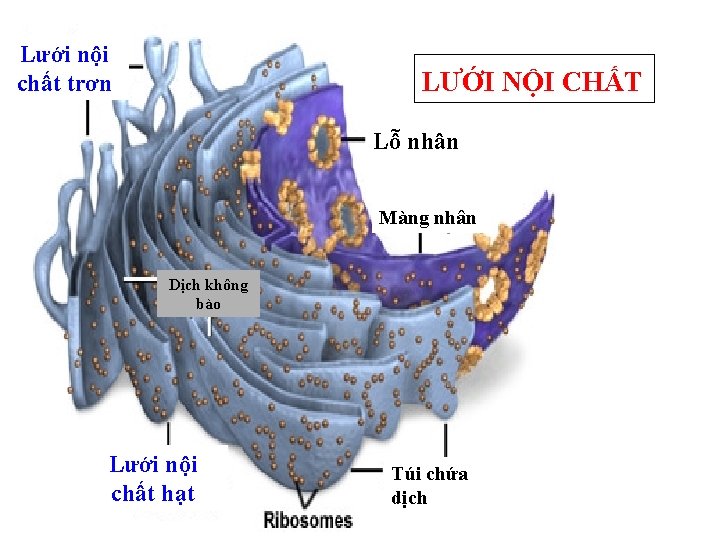 Lưới nội chất trơn LƯỚI NỘI CHẤT Lỗ nhân Màng nhân Dịch không bào