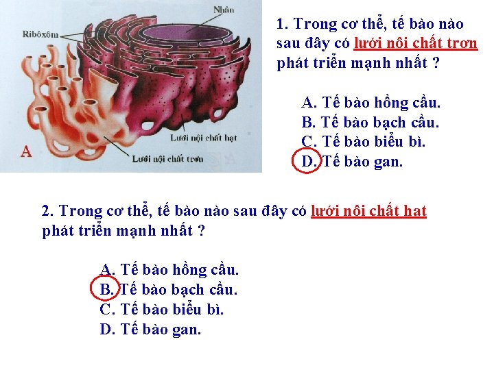 1. Trong cơ thể, tế bào nào sau đây có lưới nội chất trơn