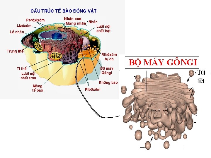 BỘ MÁY GÔNGI 