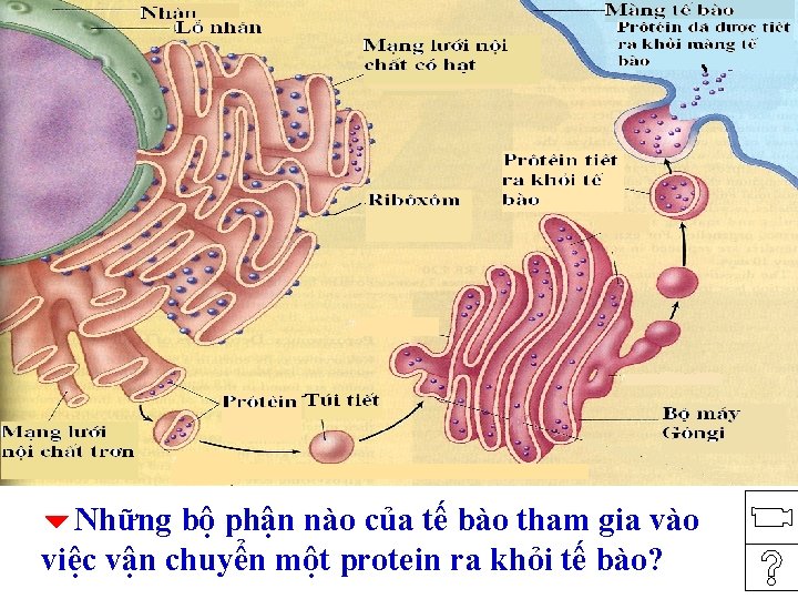  Những bộ phận nào của tế bào tham gia vào việc vận chuyển