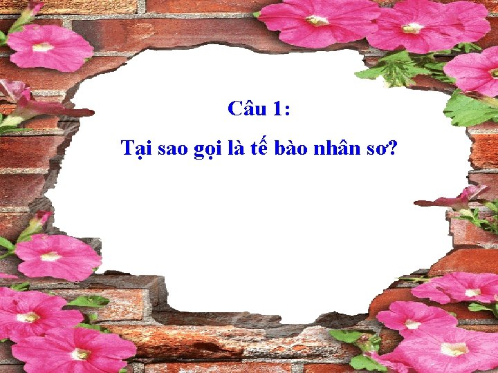 Câu 1: Tại sao gọi là tế bào nhân sơ? 