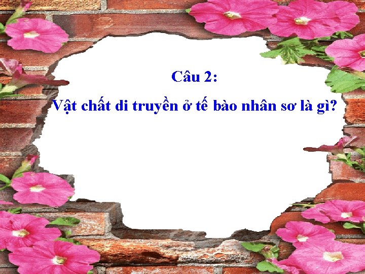 Câu 2: Vật chất di truyền ở tế bào nhân sơ là gì? 