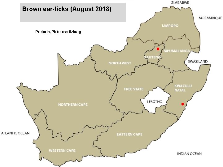 Brown ear-ticks (August 2018) jkccff Pretoria, Pietermaritzburg 