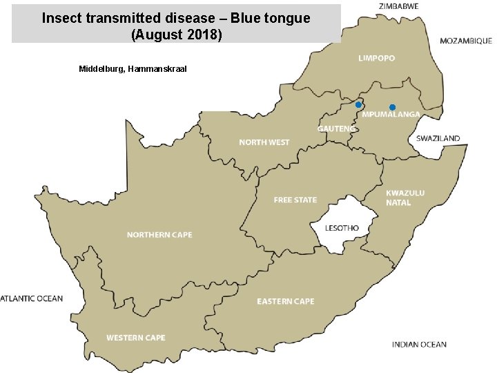 Insect transmitted disease – Blue tongue (August 2018) Middelburg, Hammanskraal kjkjnmn 