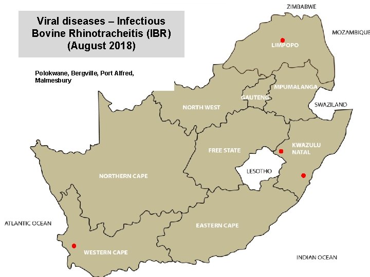 Viral diseases – Infectious Bovine Rhinotracheitis (IBR) (August 2018) kjkjnmn Polokwane, Bergville, Port Alfred,