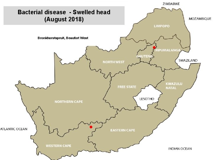 Bacterial disease - Swelled head (August 2018) kjkjnmn Bronkhorstspruit, Beaufort West 