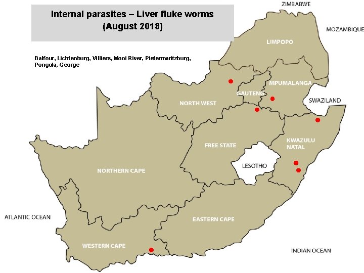 Internal parasites – Liver fluke worms (August 2018) jkccff Balfour, Lichtenburg, Villiers, Mooi River,