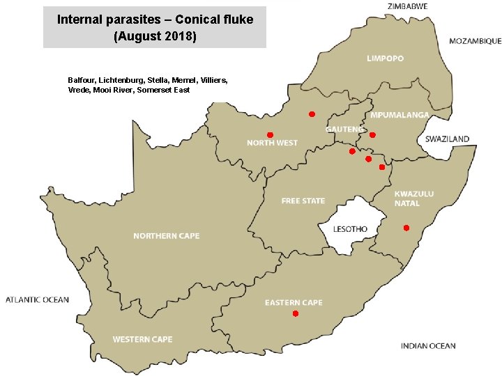 Internal parasites – Conical fluke (August 2018) jkccff Balfour, Lichtenburg, Stella, Memel, Villiers, Vrede,