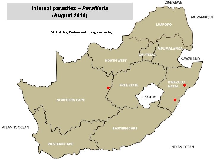 Internal parasites – Parafilaria (August 2018) jkccff Mtuba, Pietermaritzburg, Kimberley 