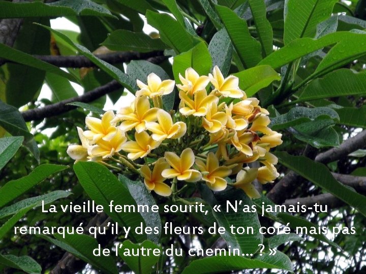 La vieille femme sourit, « N’as jamais-tu remarqué qu’il y des fleurs de ton