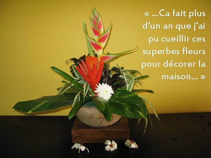  « …Ca fait plus d’un an que j’ai pu cueillir ces superbes fleurs