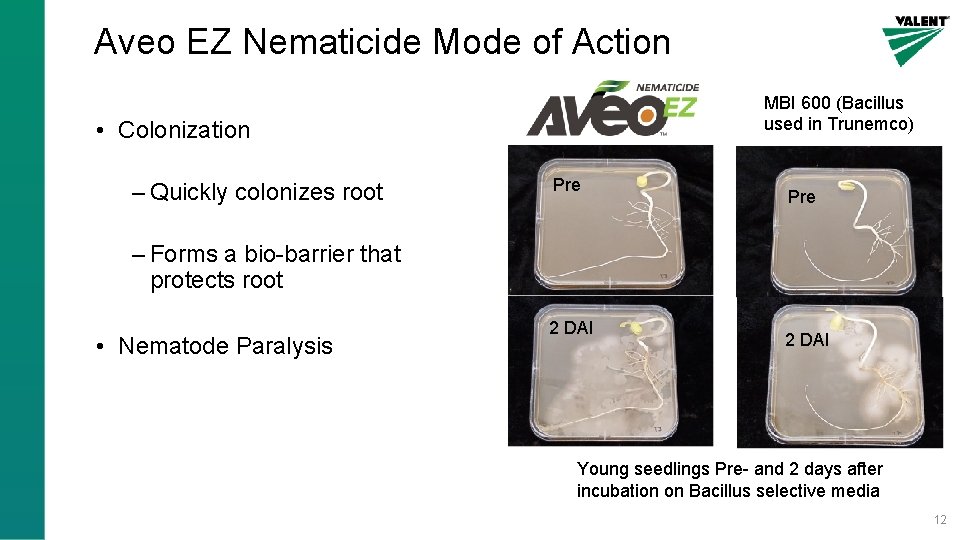 Aveo EZ Nematicide Mode of Action MBI 600 (Bacillus used in Trunemco) • Colonization