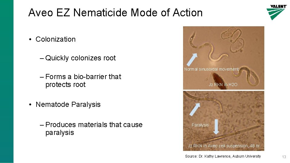 Aveo EZ Nematicide Mode of Action • Colonization – Quickly colonizes root Normal sinusoidal