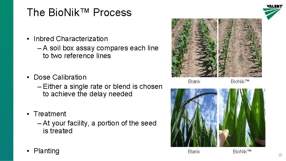 The Bio. Nik™ Process • Inbred Characterization – A soil box assay compares each