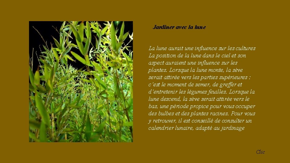 Jardiner avec la lune La lune aurait une influence sur les cultures La position