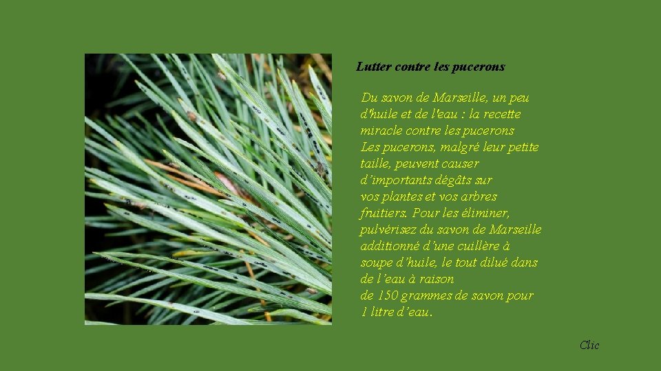 Lutter contre les pucerons Du savon de Marseille, un peu d'huile et de l'eau