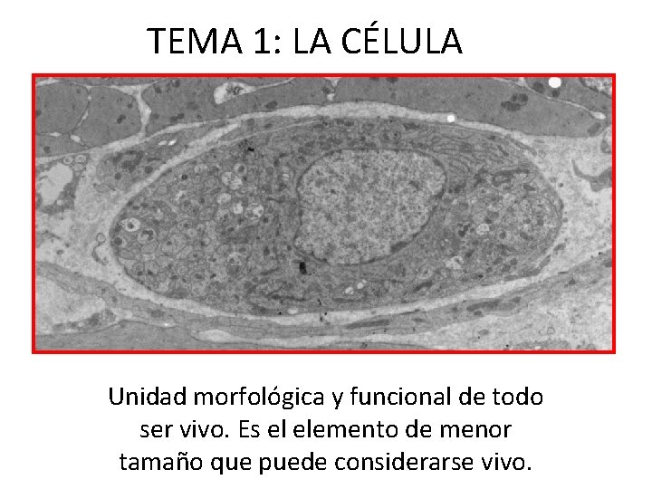 TEMA 1: LA CÉLULA Unidad morfológica y funcional de todo ser vivo. Es el