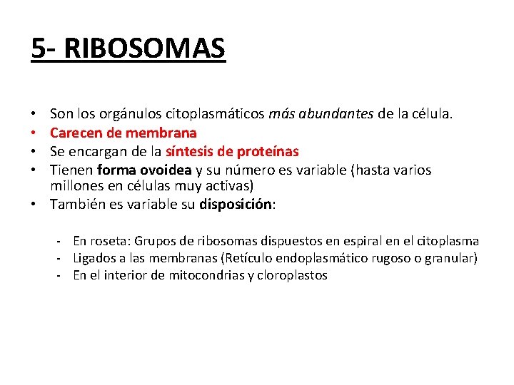 5 - RIBOSOMAS Son los orgánulos citoplasmáticos más abundantes de la célula. Carecen de