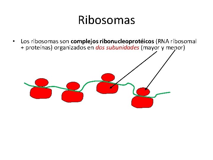 Ribosomas • Los ribosomas son complejos ribonucleoprotéicos (RNA ribosomal + proteínas) organizados en dos