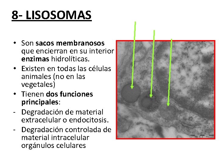 8 - LISOSOMAS • Son sacos membranosos que encierran en su interior enzimas hidrolíticas.