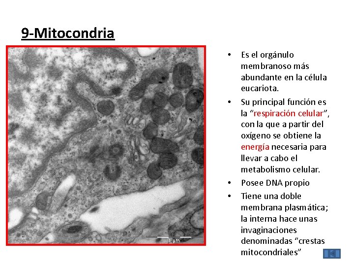 9 -Mitocondria • • Es el orgánulo membranoso más abundante en la célula eucariota.