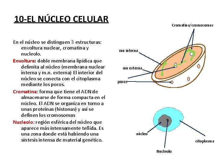 10 -EL NÚCLEO CELULAR En el núcleo se distinguen 3 estructuras: envoltura nuclear, cromatina