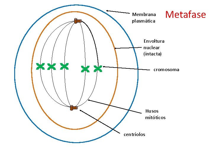 Membrana plasmática Metafase Envoltura nuclear (intacta) cromosoma Husos mitóticos centriolos 